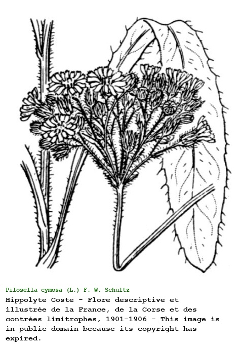 Pilosella cymosa (L.) F. W. Schultz & Sch. Bip.